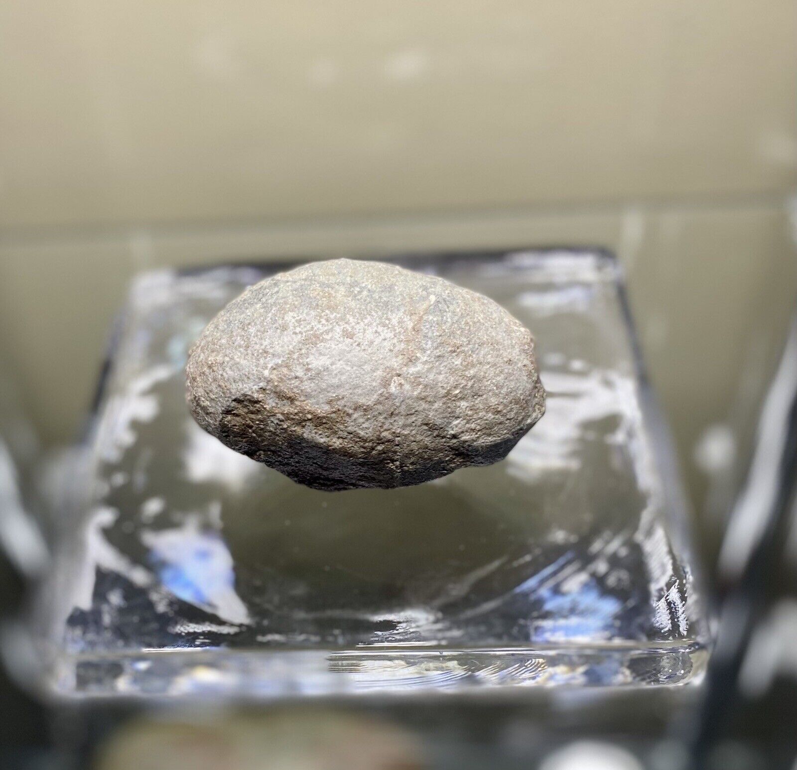 Genuine REAL Dinosaur Fossil Egg Therizinosairus / Segnosaur Species Cretaceous