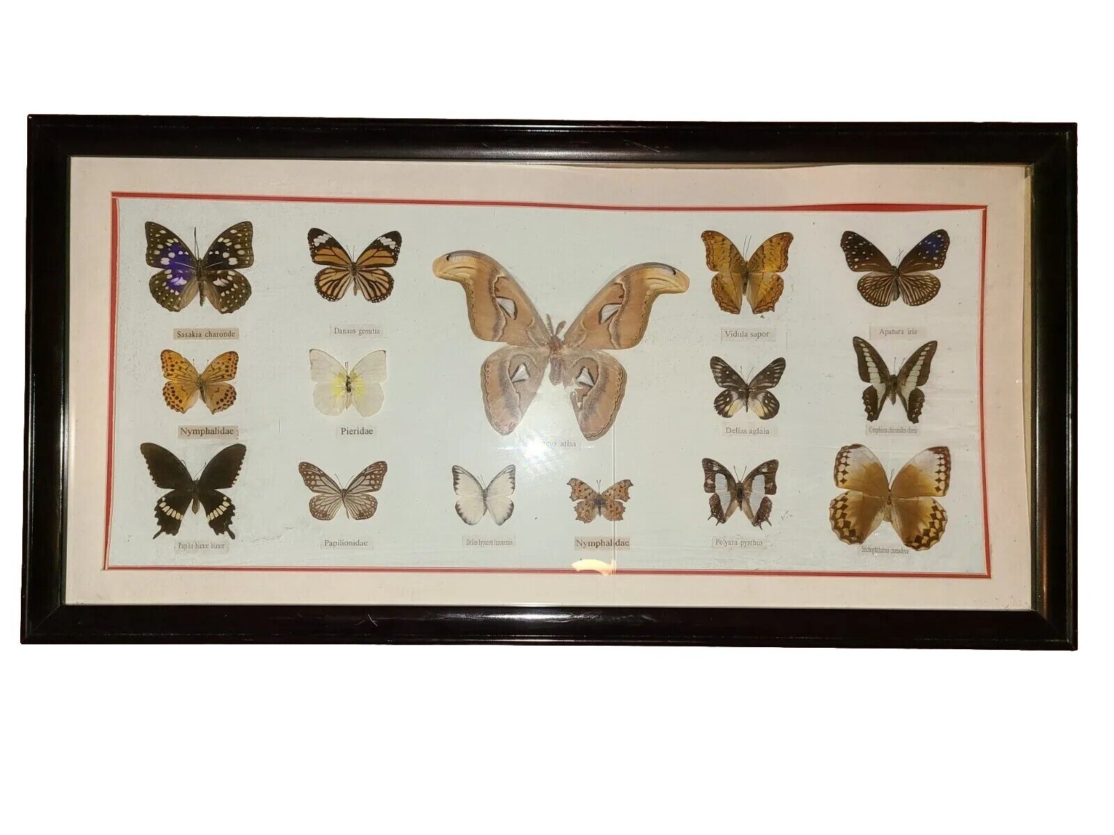 🦋Vintage Framed Butterfly Taxidermy 15 Total ATTACUS ATLAS & More 31×15.5