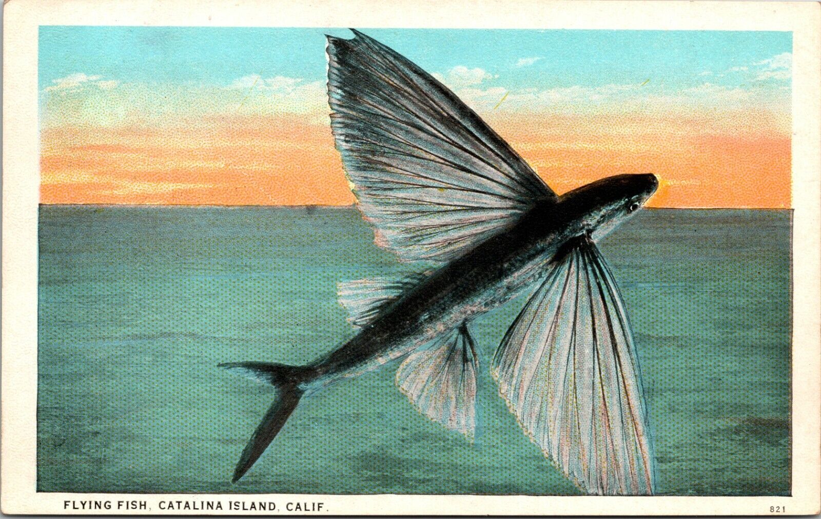 Flying Fish Catalina Island California Postcard 3021
