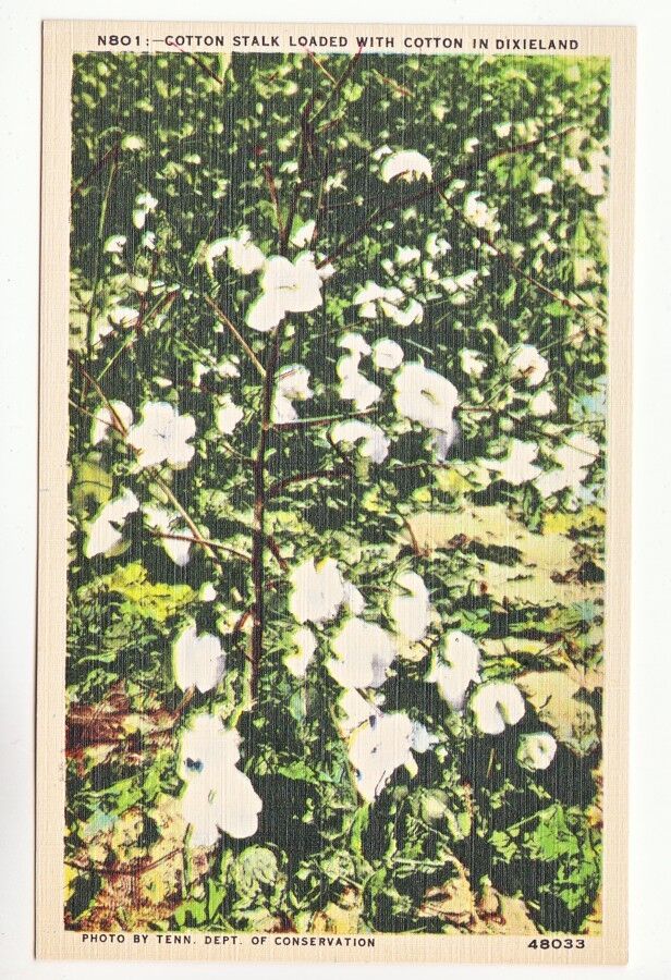 Postcard: Cotton Stalk Loaded with Cotton in Dixieland