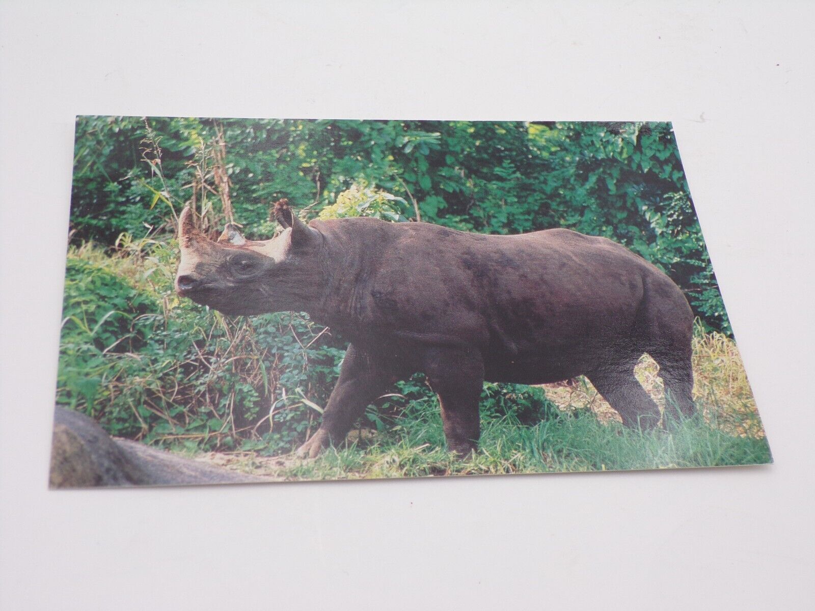 Disney Animal Kingdom Kilimanjaro Black Rhinoceros Rhino Postcard