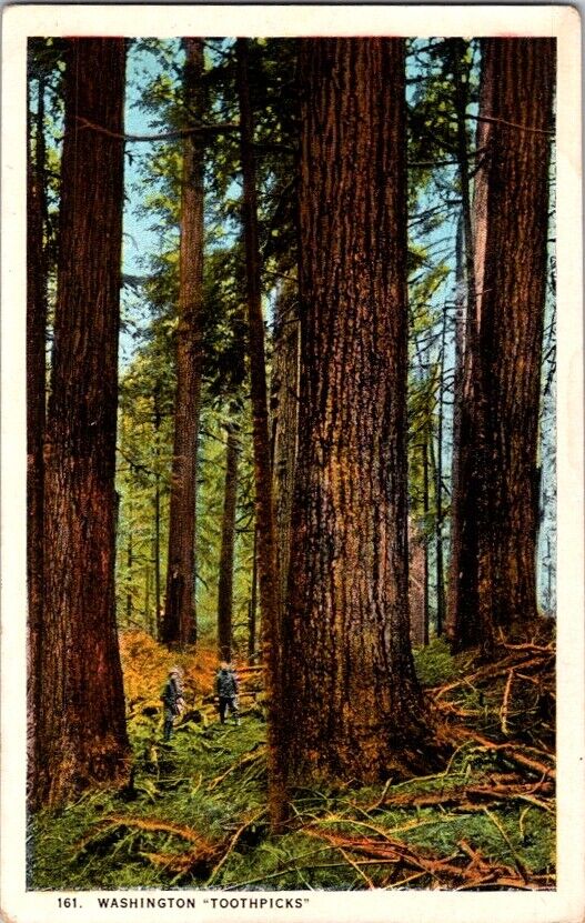Postcard Dwarfed by Trees Two Loggers Look to the Tree Tops  WA Washington L-233
