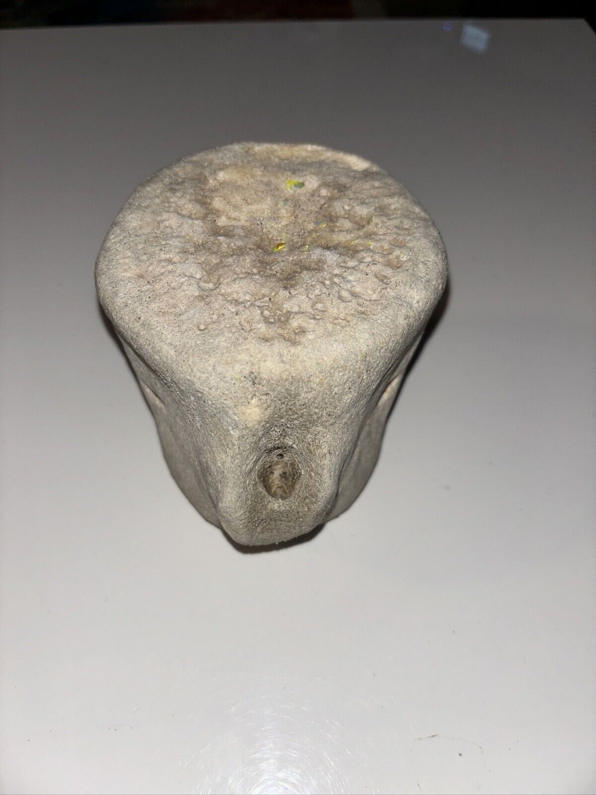 AUTHENTIC SPERM WHALE VERTEBRAE FOSSIL 9.5 INCHES BY 2.5 INCHES. FIRE ISLAND NY