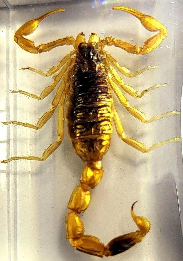 44mm Golden Scorpion in Clear Lucite Resin Science Education Collection Specimen