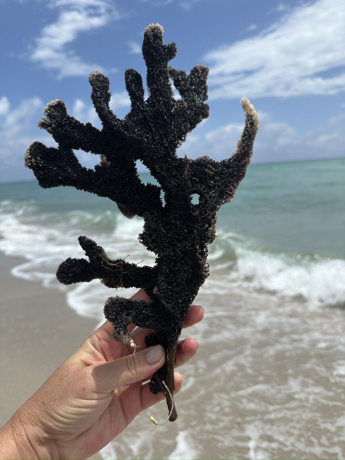Black  Branch of natural Coral 13”, Ocean Reef Nautical Aquarium Decor Specimen
