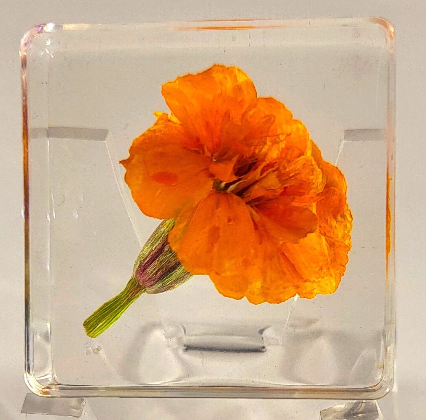 38mm French Marigold in Clear Resin Botany Herb Science Education Specimen Block