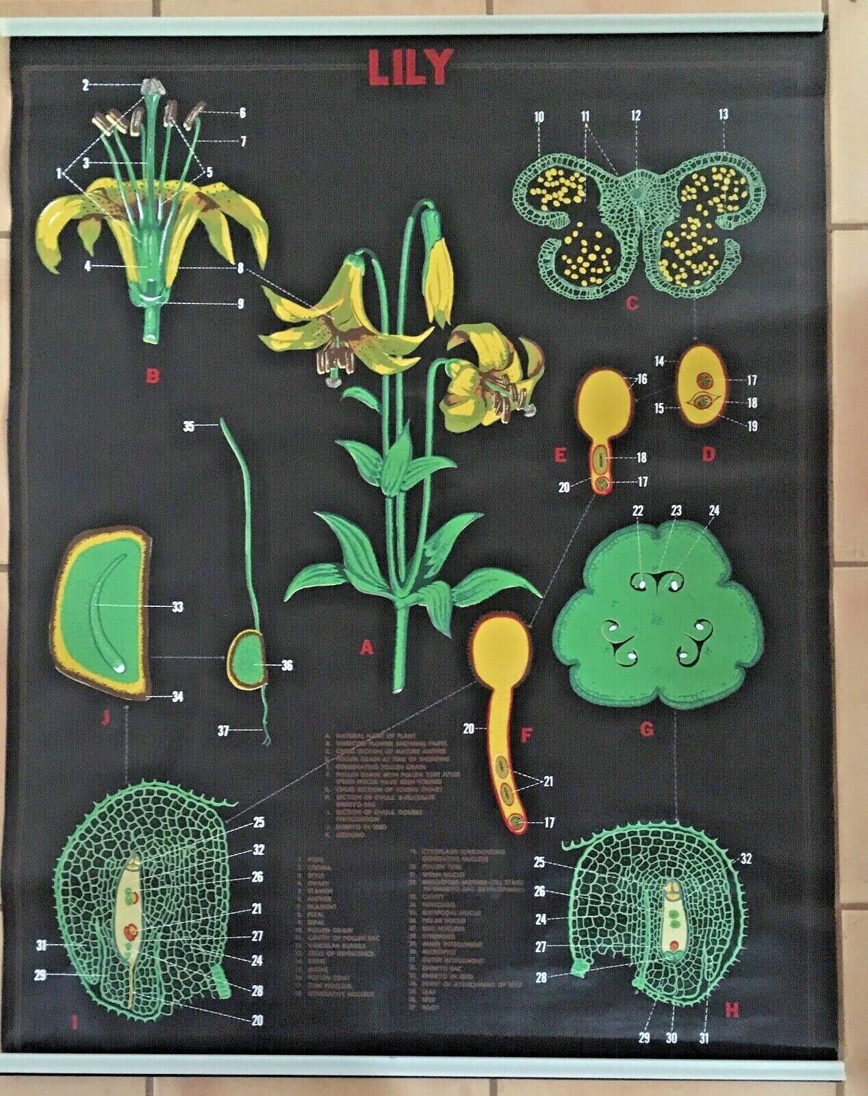 Midcentury Turtox Biology Chart Poster - 