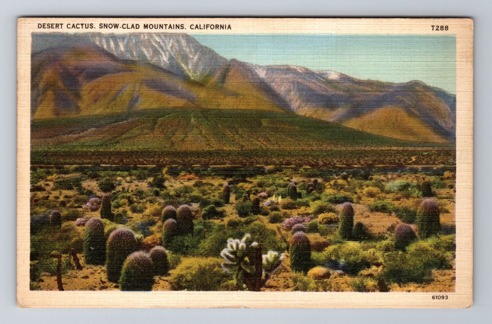 Desert Cactus, Snow Clad Mountains In California, Antique, Vintage Postcard