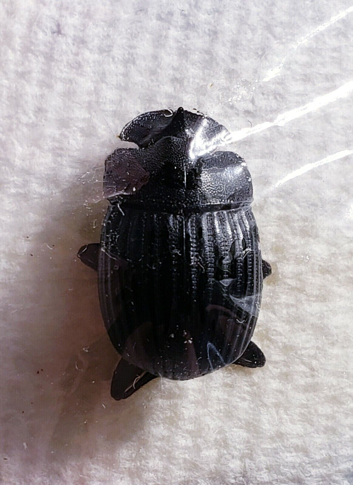 Dung Beetle: Copris fricator (Scarabaeidae) USA Coleoptera