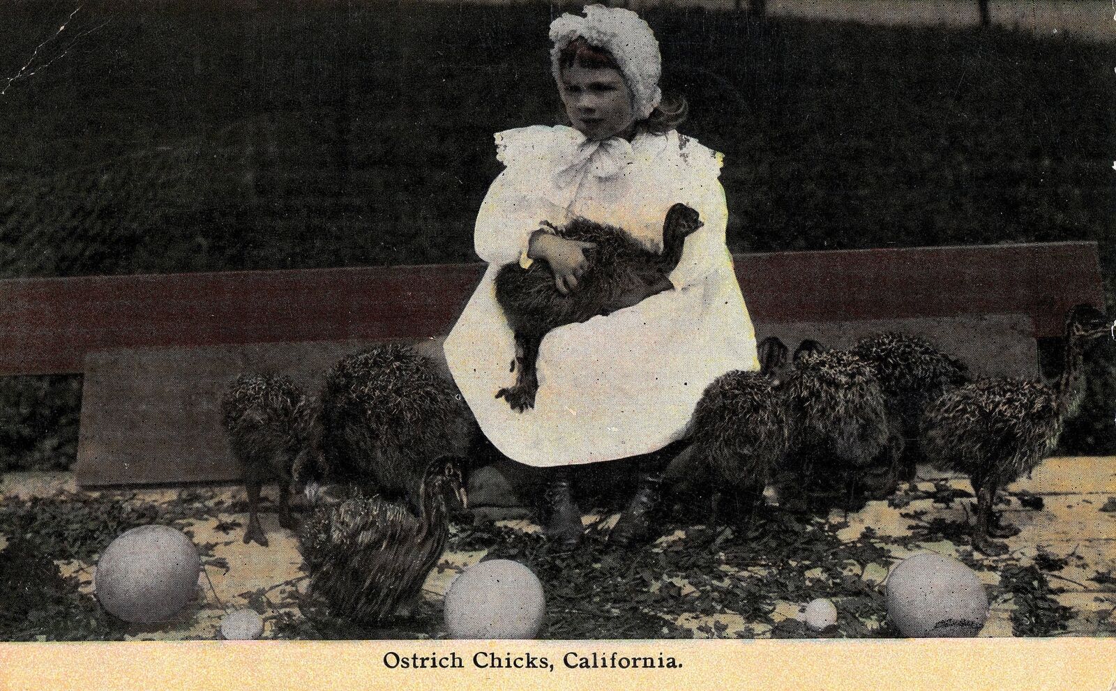 VINTAGE POSTCARD YOUNG GIRL WITH OSTRICH CHICKS AND EGGS LOS ANGELES SLOGAN 1913