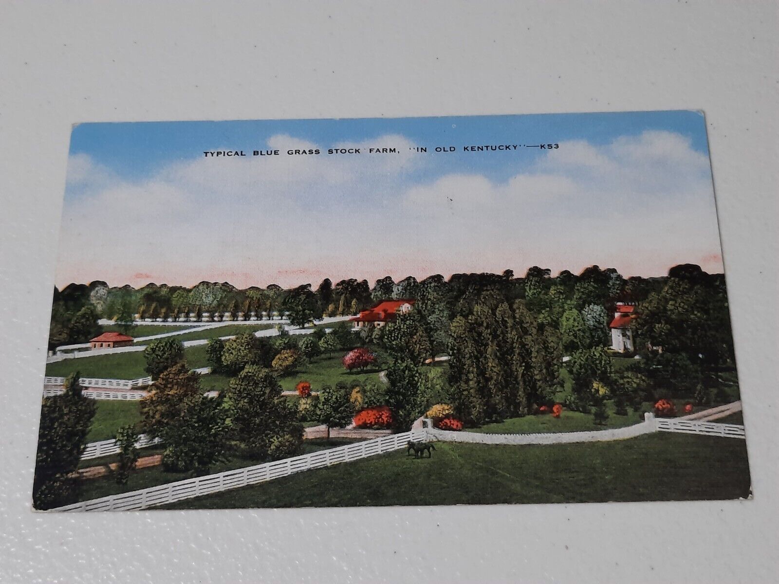 Typical Blue Grass Stock Farm In Old Kentucky Horse Racing Vintage Postcard