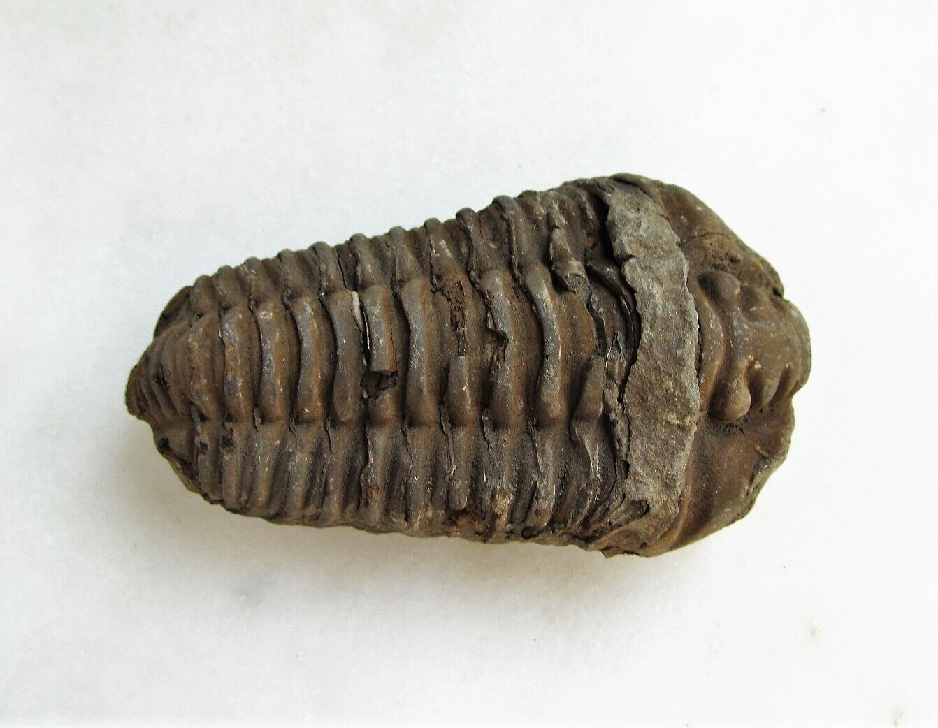 Trilobite Fossil 300-400 Million Years Old Genuine C3240
