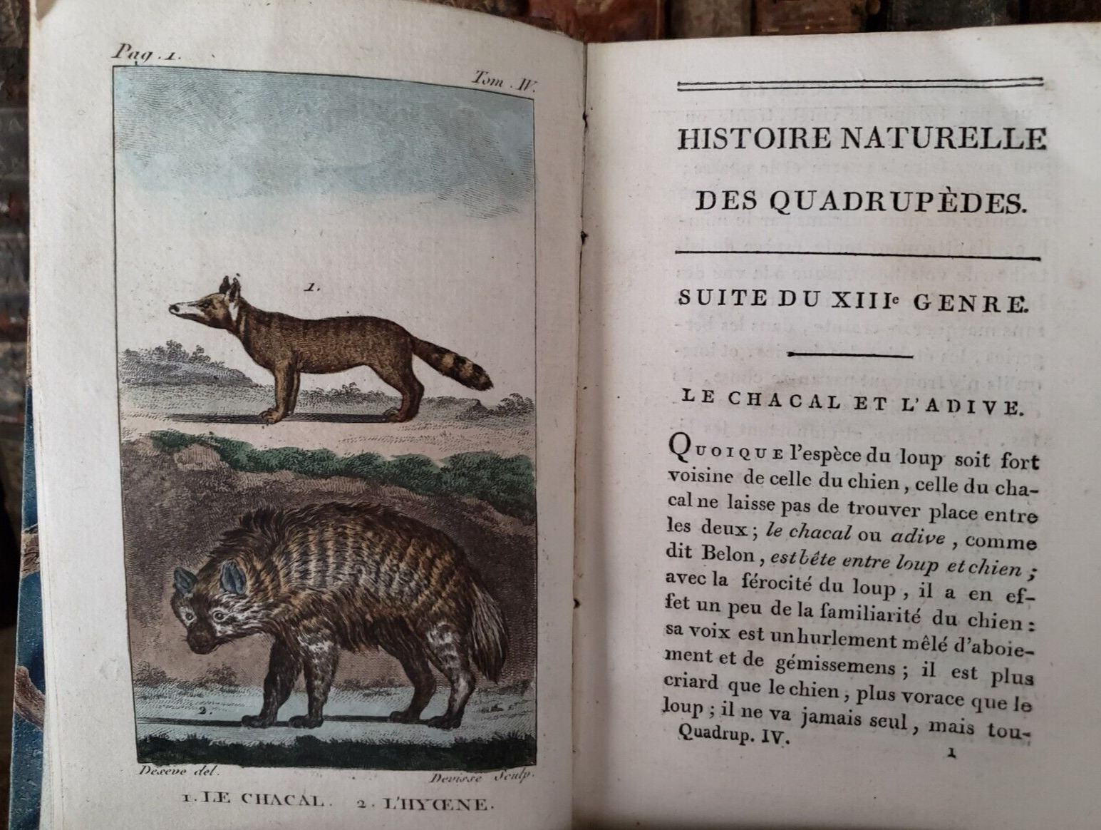 1802 BUFFON NATURAL HISTORY OF QUADRUPEDS With 35 Colored Engravings