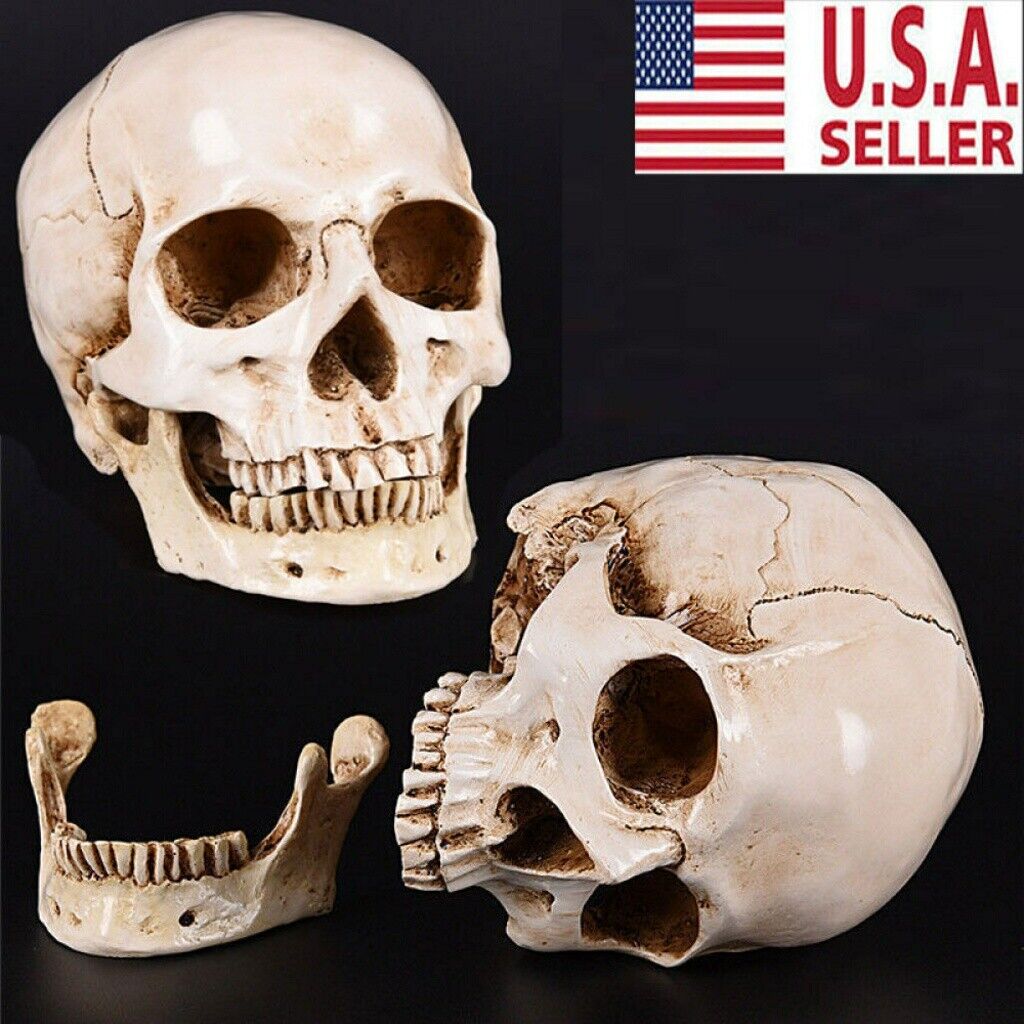 Human Skull Replica Resin Model Medical Realistic Life Size 1:1 Skeleton Decor