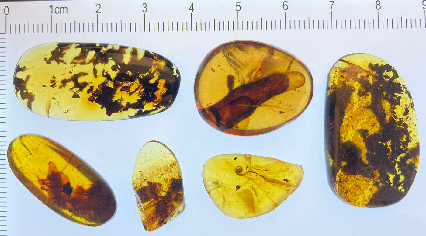6 Pristine Unknown Unique Inclusions (beautiful & Clear) In Burmite Amber, 98MYO