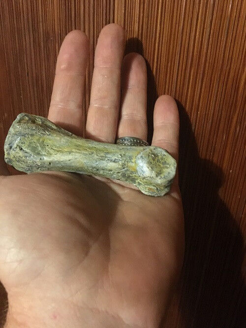 Giant Middle East Human fingerbone, Fossil 