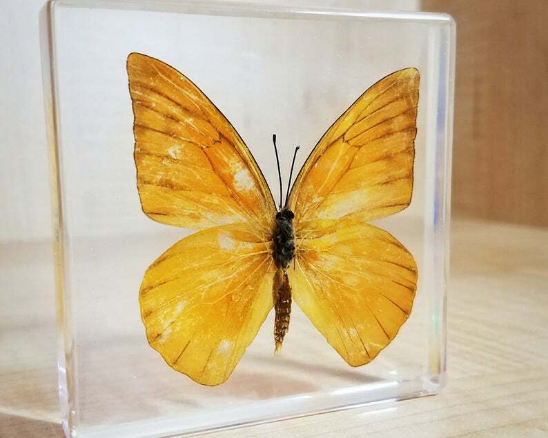Orange Albatross Butterfly in Resin, Oddities, Insects in Resin, Appias Nero
