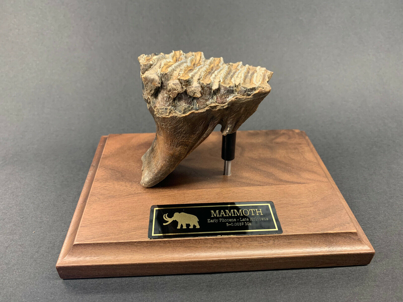 Mammoth Tooth Fossil w/ Finished Stand and Plate
