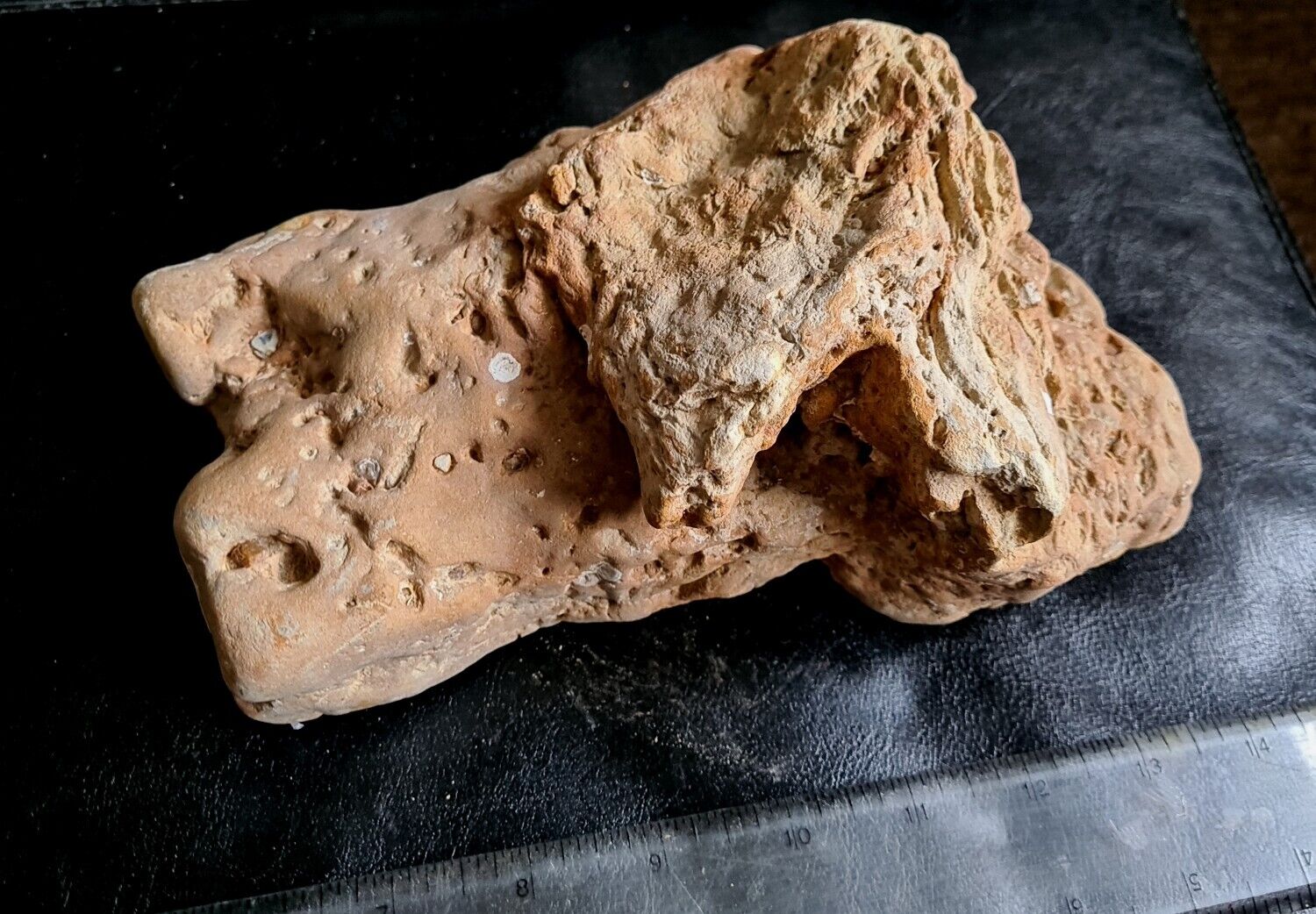 Genuine UK Natural Raised Dinosaur Foot-cast on Natural Plinth 5 inches