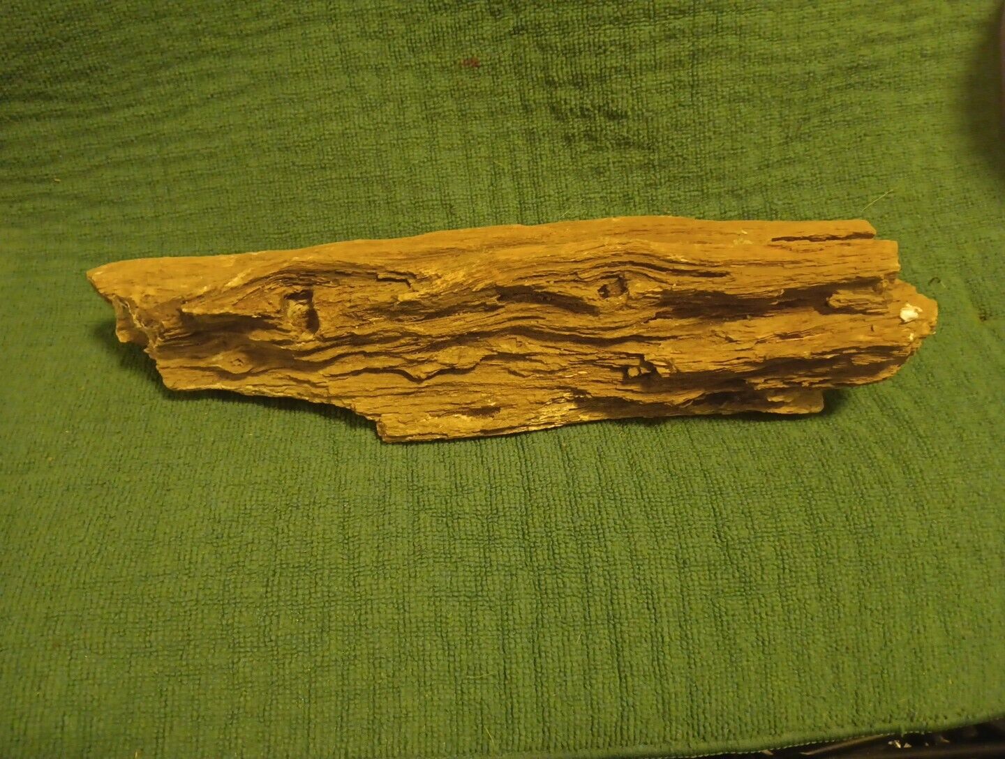 petrified wood log