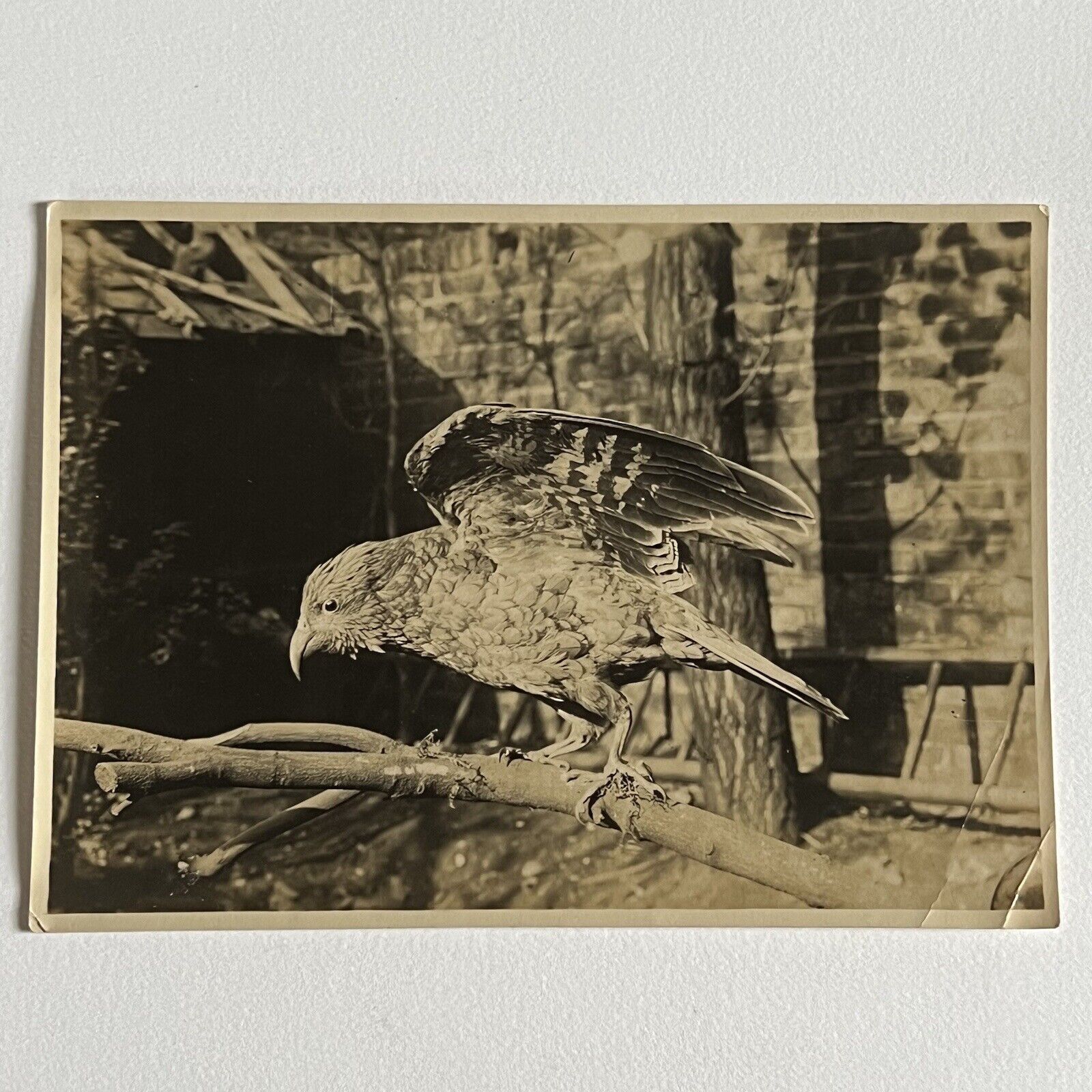 Antique Sepia Photograph Of Taxidermy Bird & Original Glass Negative Odd