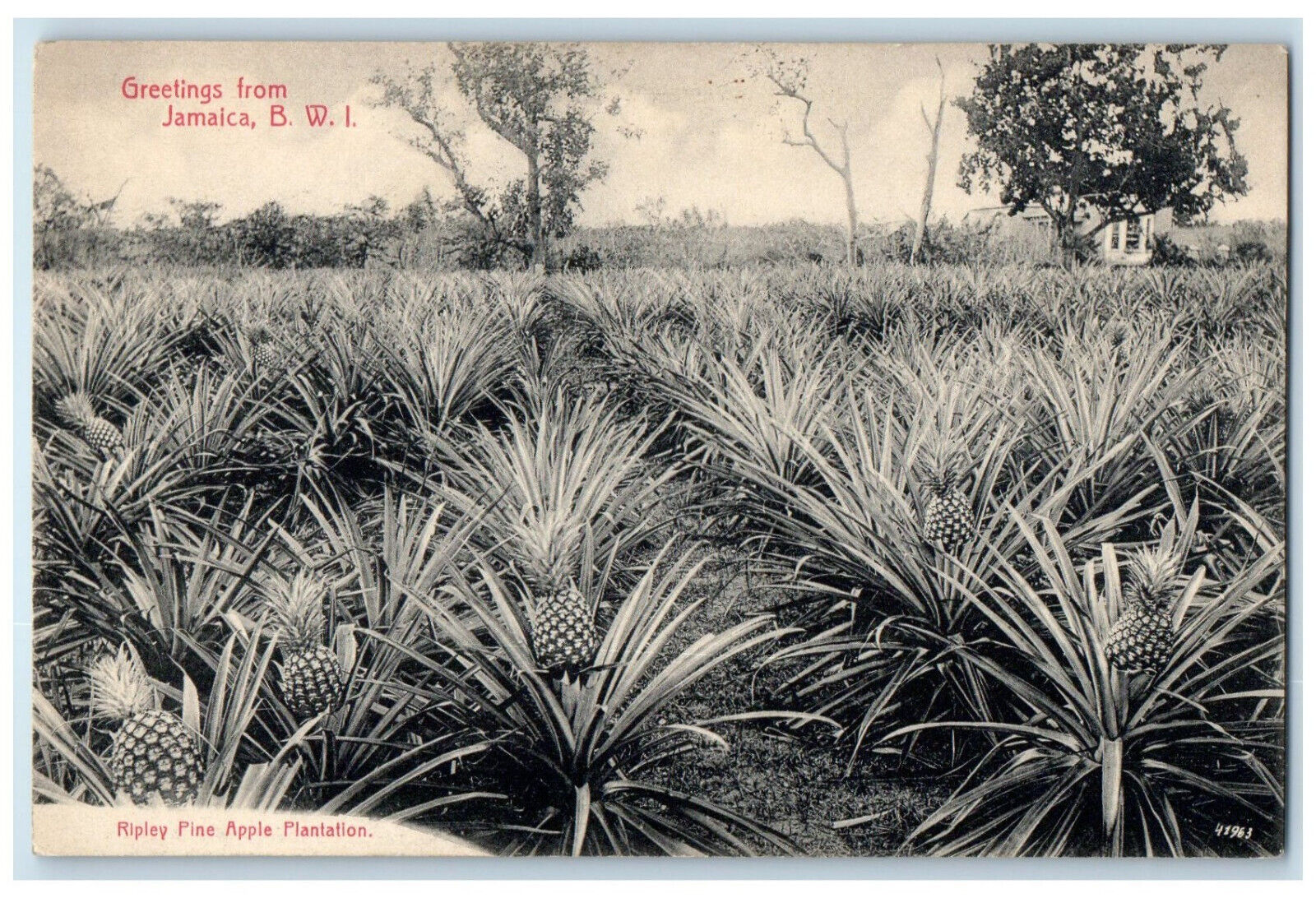 c1910 Pineapple Plantation Ripley Pine Greetings from Jamaica BWI Postcard