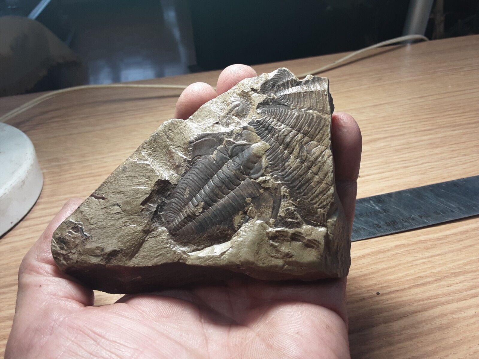 Swarm of Lederiki, Cambrian trilobites fossils from Guizhou, China