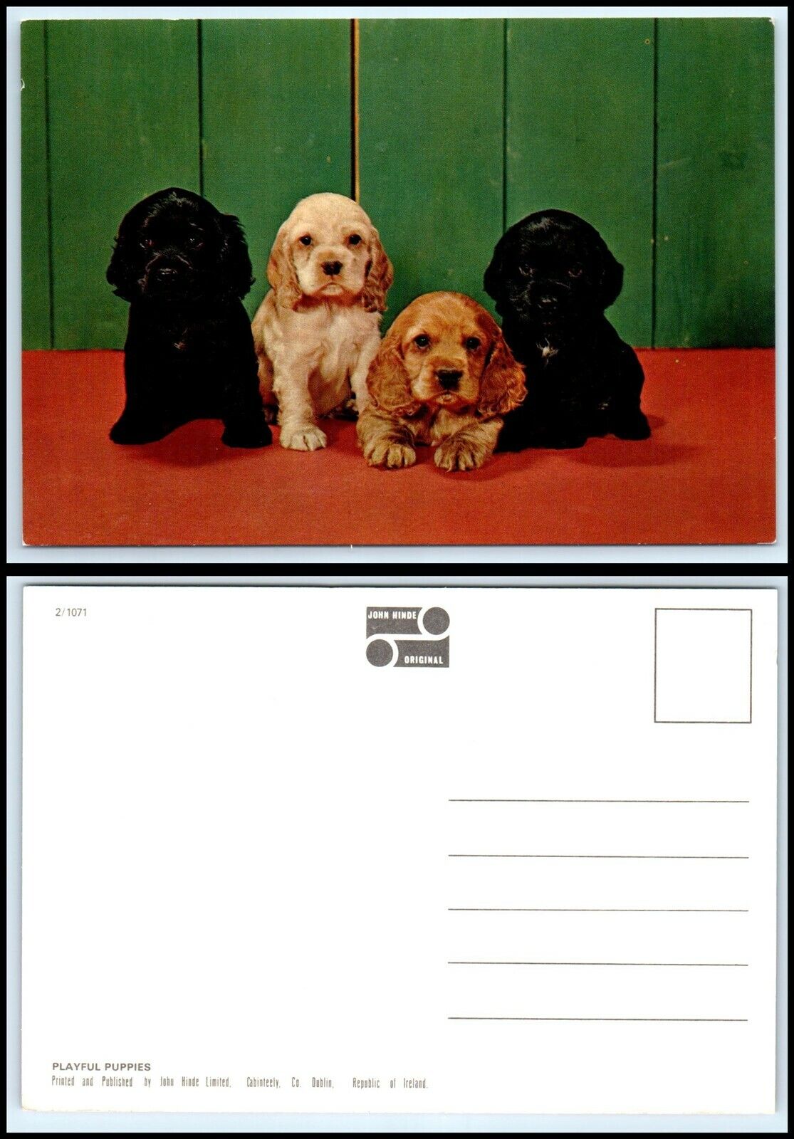 DOG Postcard - 4 Cutie Puppies D20