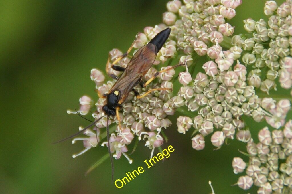 Photo 6x4 The parasitic wasp Ichneumon suspiciosus, Baltasound Baliasta\/ c2013