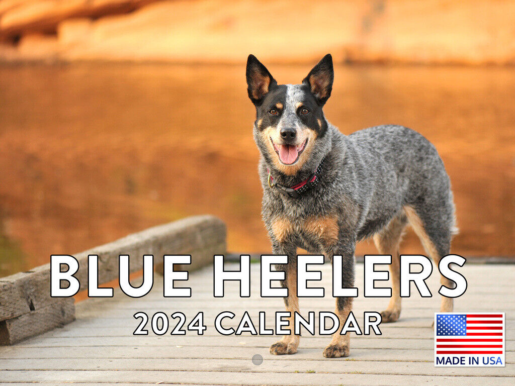 Blue Heeler Australian Cattle Dogs 2024 Wall Calendar