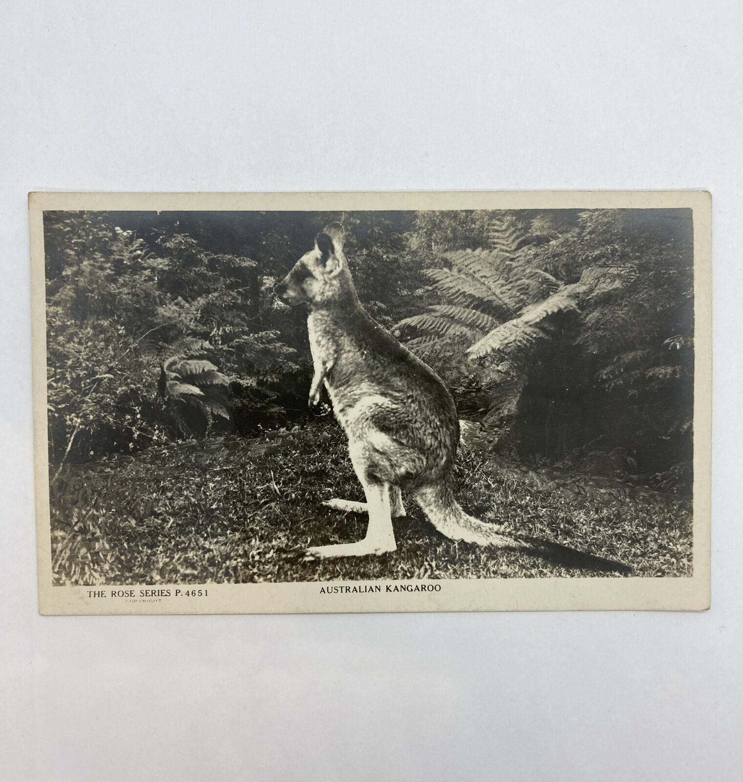 australia, Australian Kangaroo, Rose Series RPPC Postcard