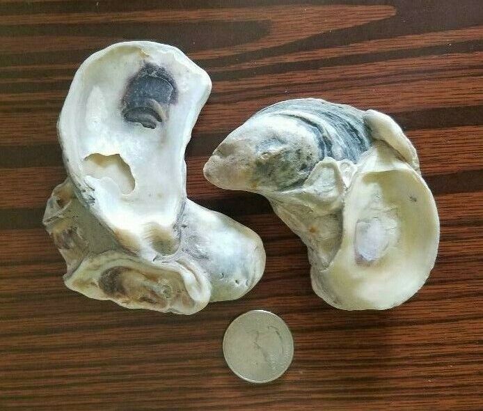 Rare 2 Natural Atlantic Conjoined Combo Oysters Shells / Art Craft Decoration