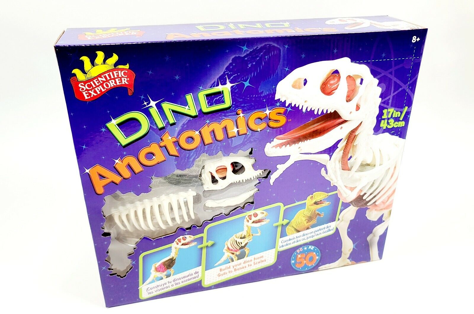 New Scientific Explorer Anatomic T-Rex Dinosaur Model 12000