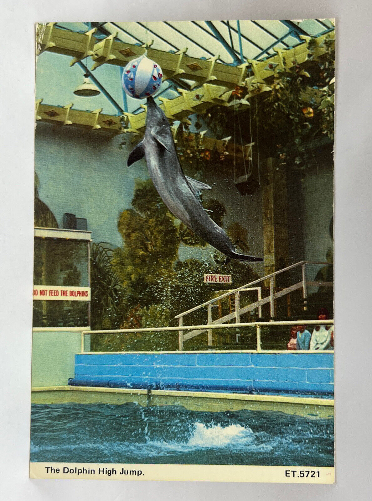 Vintage Postcard 1984 Dolphin High Jump Fayetteville Arkansas