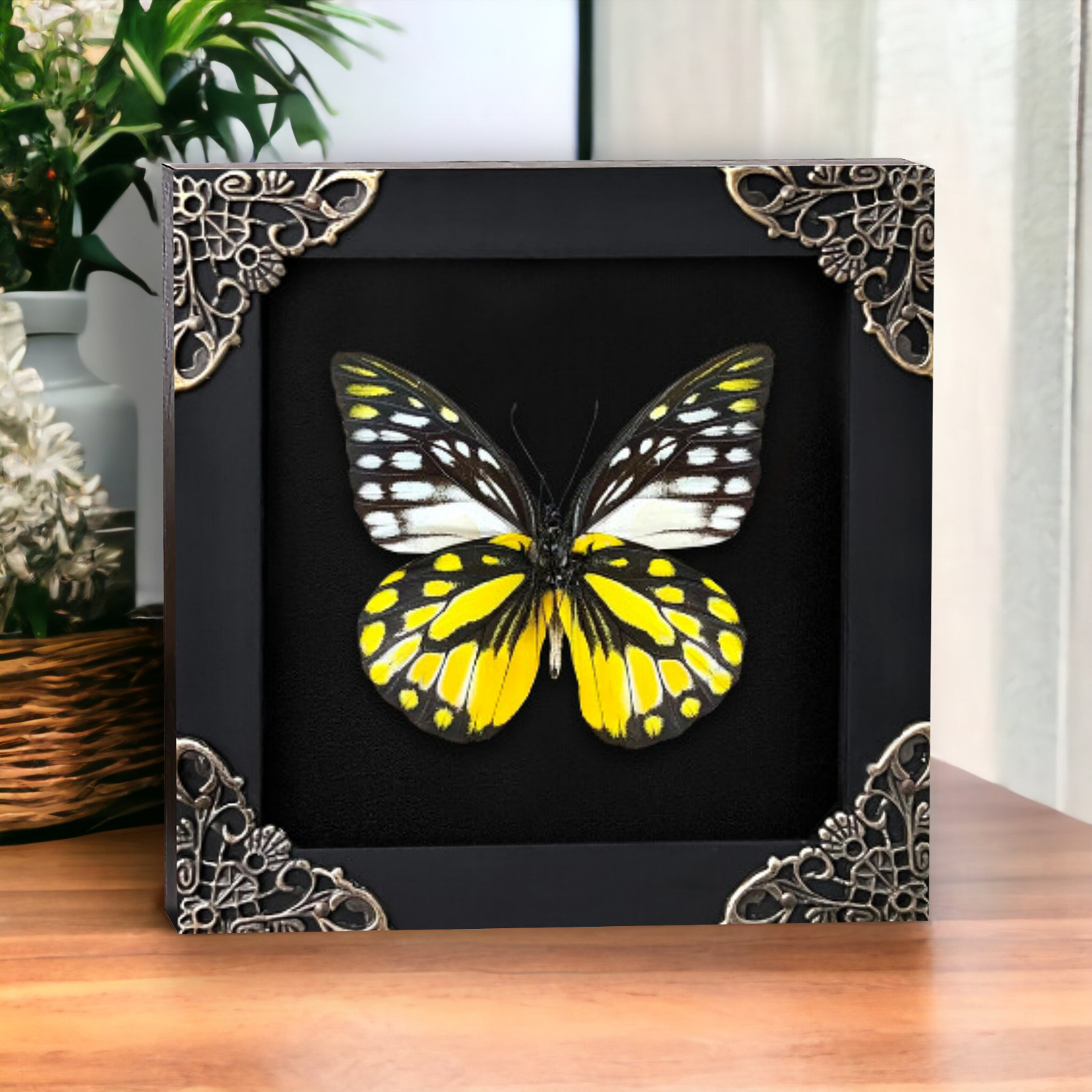 Real Insect Butterfly Framed for Corner Shelves Gothic Wall Art Decor Lover Gift