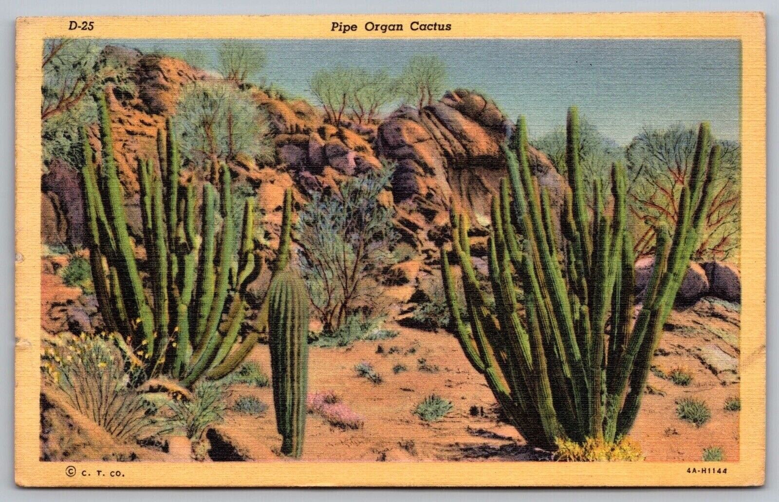 Pipe Organ Cactus Linen Desert Vegetation Sand Dunes WOB Vintage PM Postcard