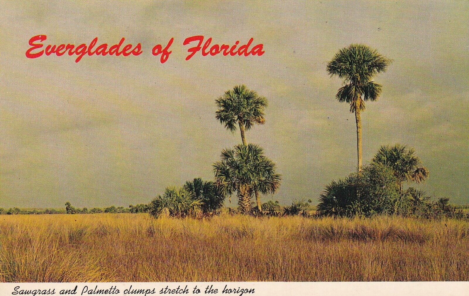 Sawgrass & Palmetto Clumps, the Everglades, Florida, 1964 --POSTCARD