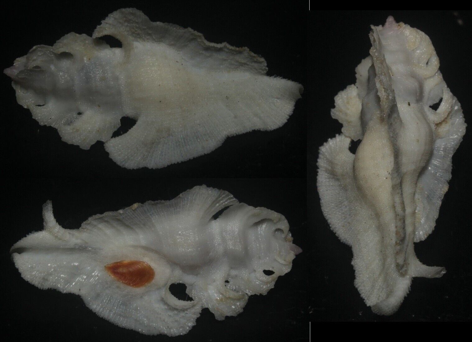 Tonyshells Seashells Pterynotus elongatus SUPERB WINGS 44mm Gem ultra special