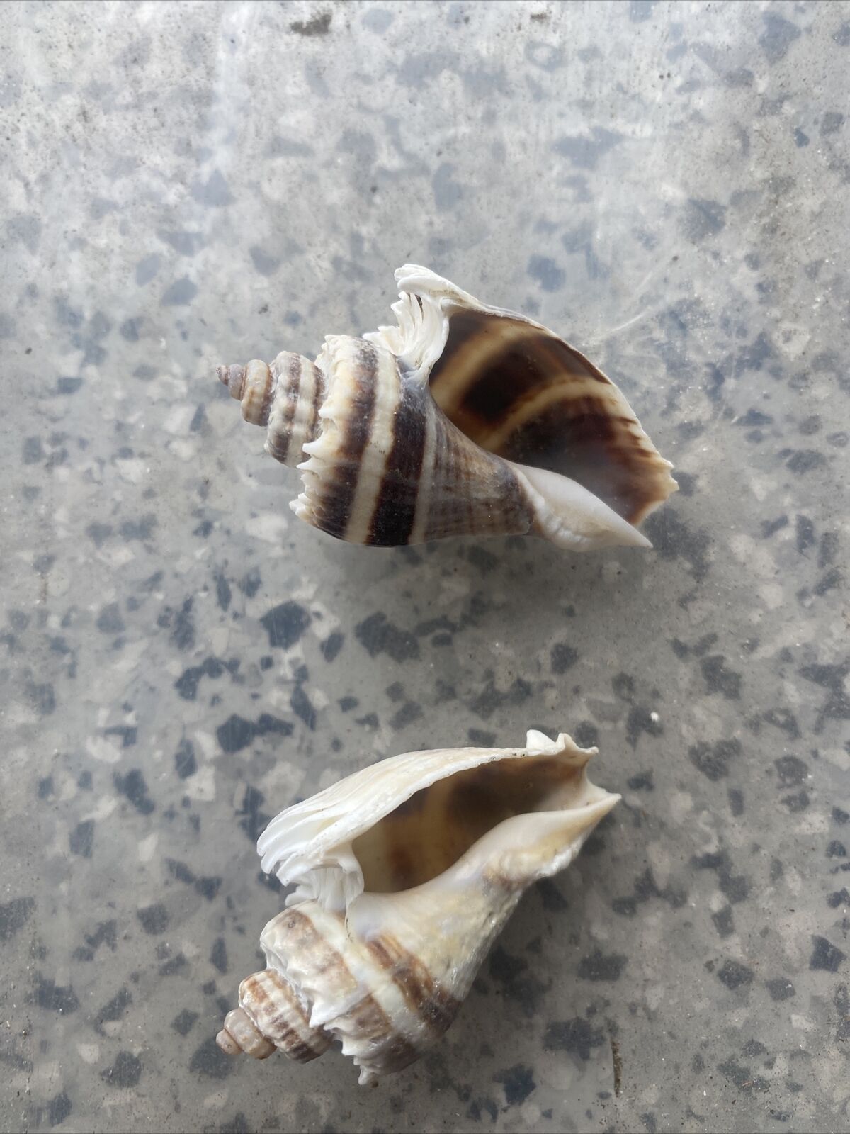 12 Cute Natural Conch Shells, Up To 2” In Length Assorted Sizes , 