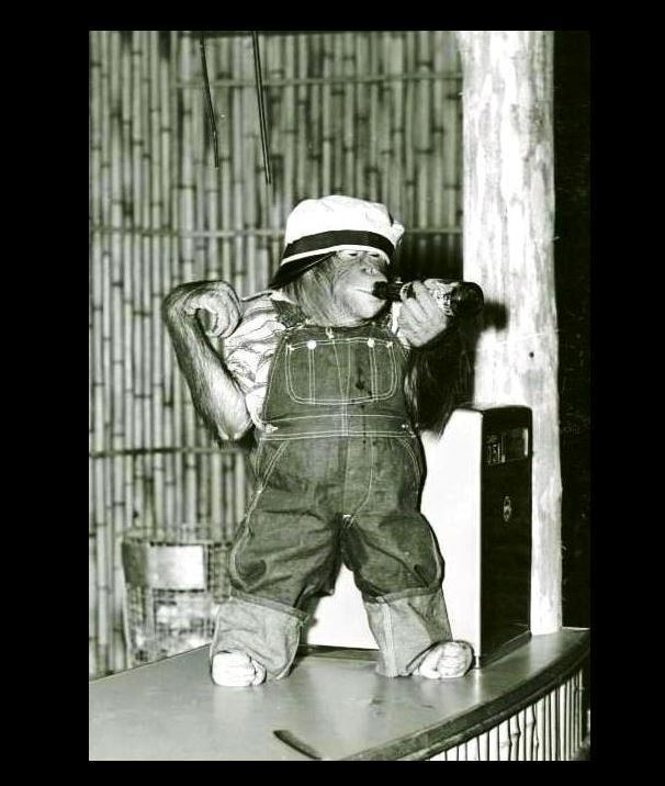 Vintage Funny Monkey Drinking Beer PHOTO Circus Chimpanzee, Costume Freak Creepy