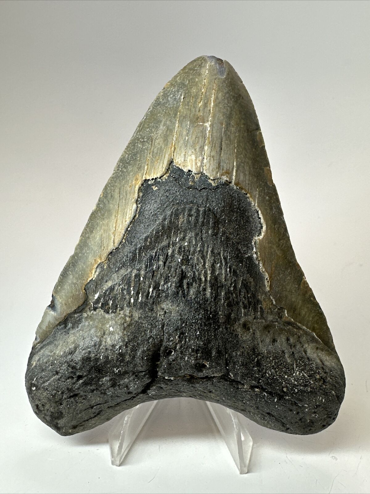 Megalodon Shark Tooth 4.67” Natural - Real Fossil - Carolina 18044