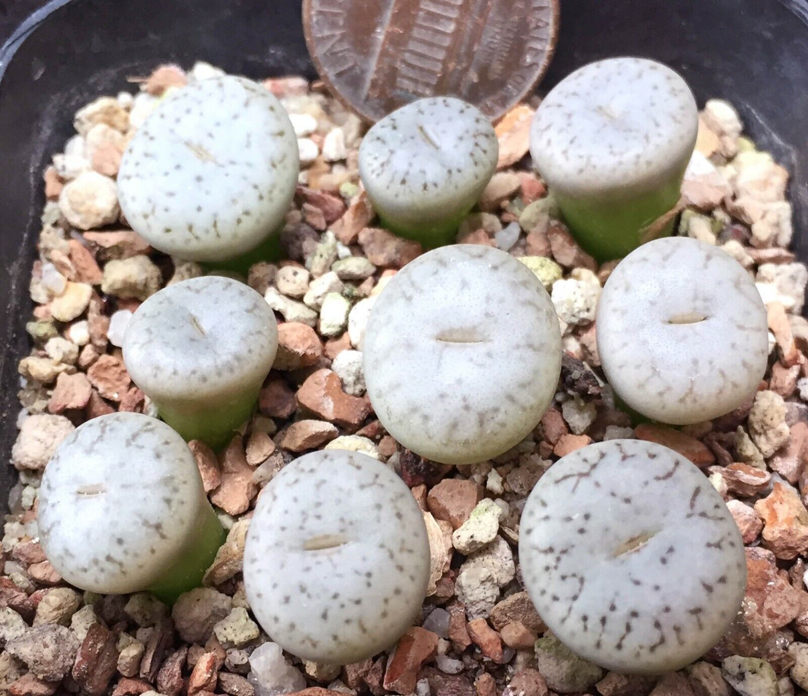 Mesembs Plant--Lithops pseudotruncatella volkii C69--ONE Plant from Group