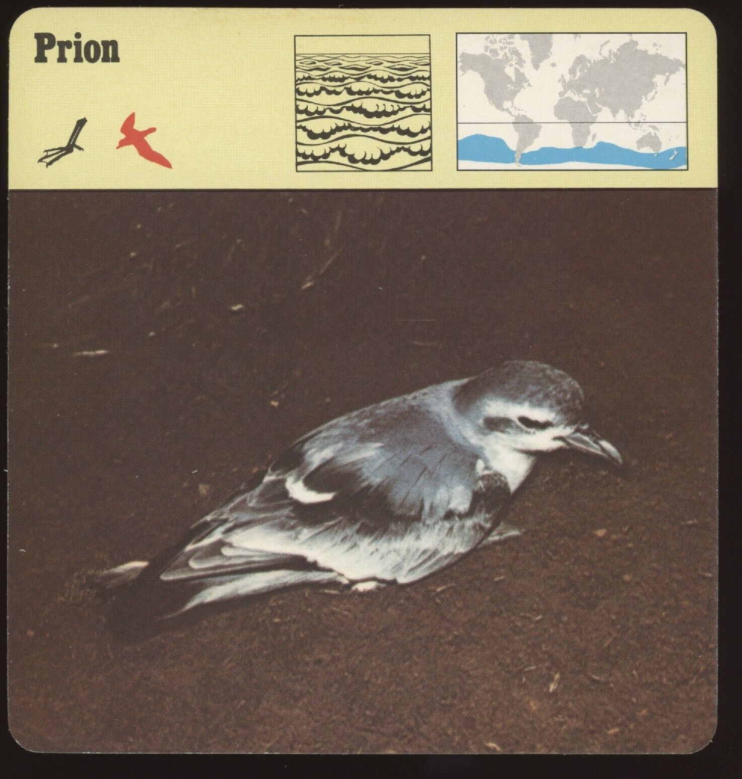 Prion  Safari Cards Rencontre Birds