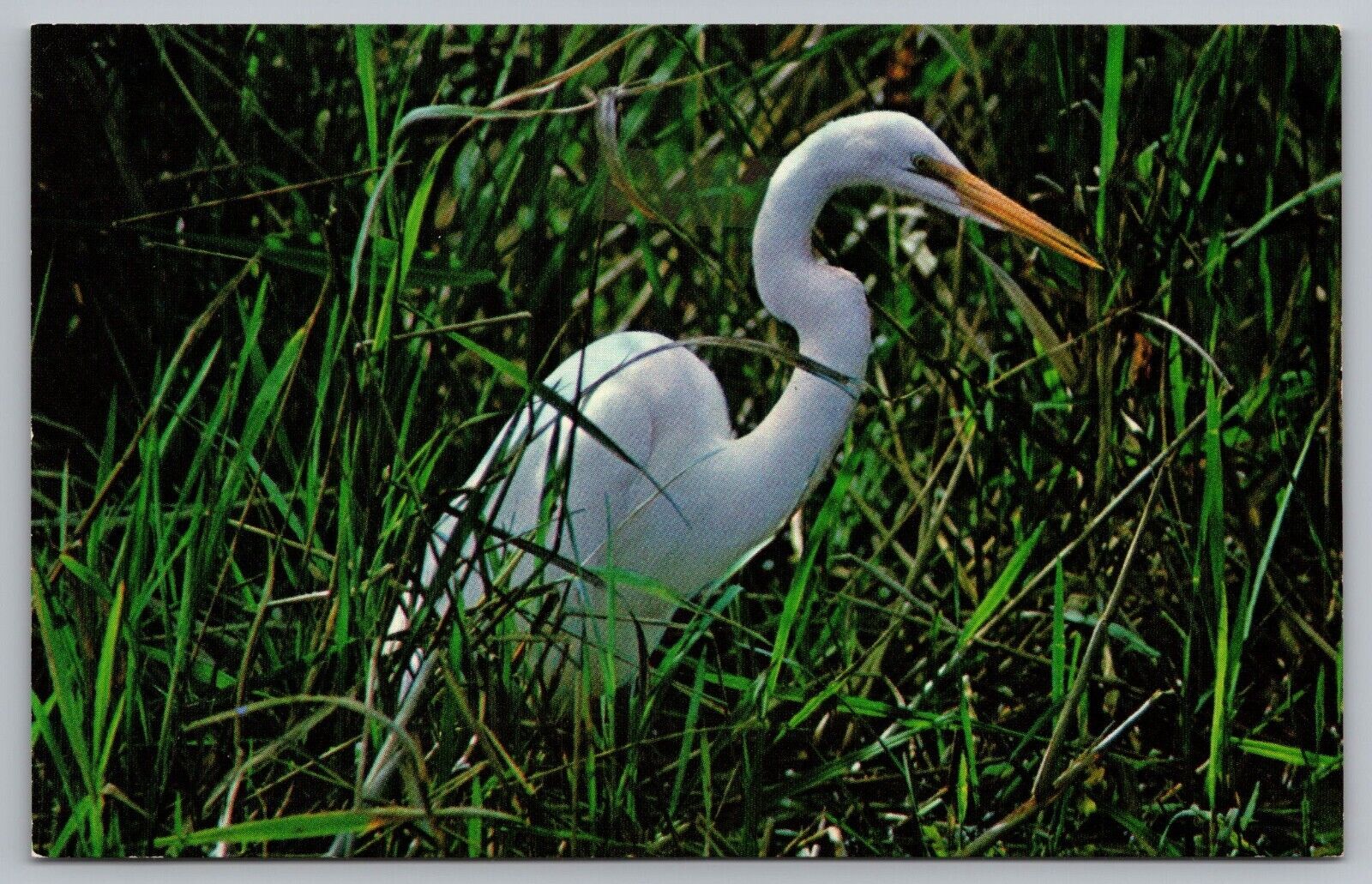 Postcard Common Egret Everglades National Park Florida 