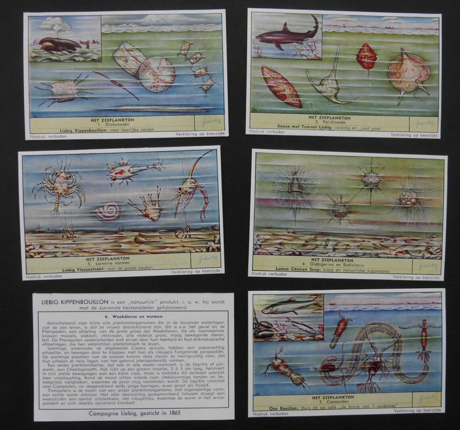 Liebig Trade Cards: Set S 1674 Marine Plankton