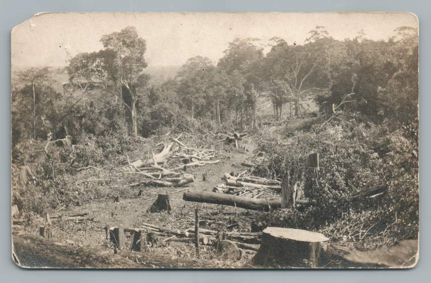 Deforestation Logging Scene PHILIPPINES Photo RPPC Antique Postcard 1910s