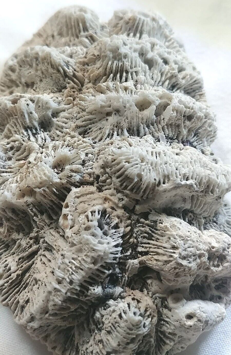 Large White Brain Coral Fossil Beach Saltwater Fish tank Aquarium Ocean Reef Sea