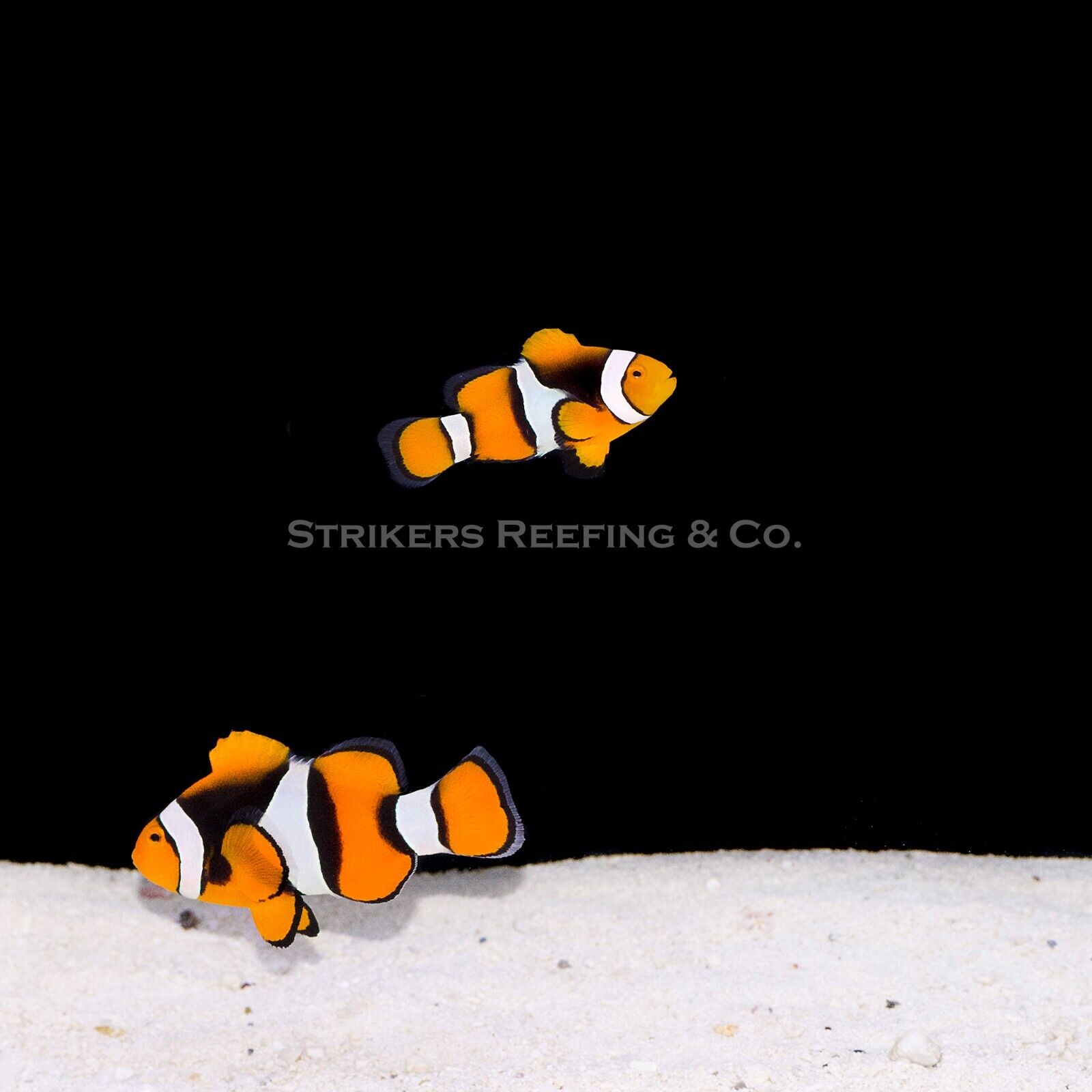 WYSIWYG True Wild Percula Clownfish Pair - Live Saltwater Fish - Reef tank