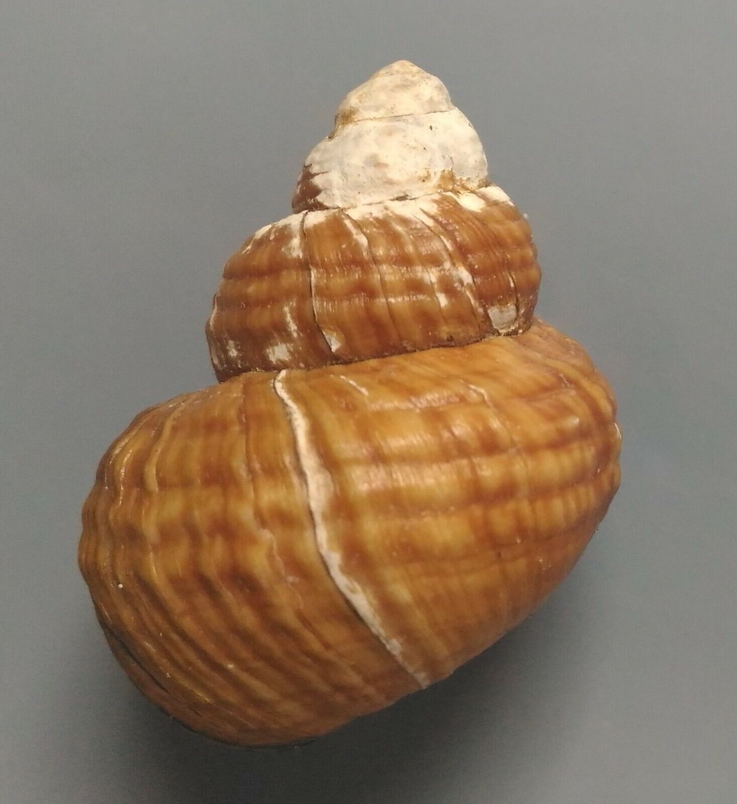 freshwater snail Vivipara species 38mm F++
