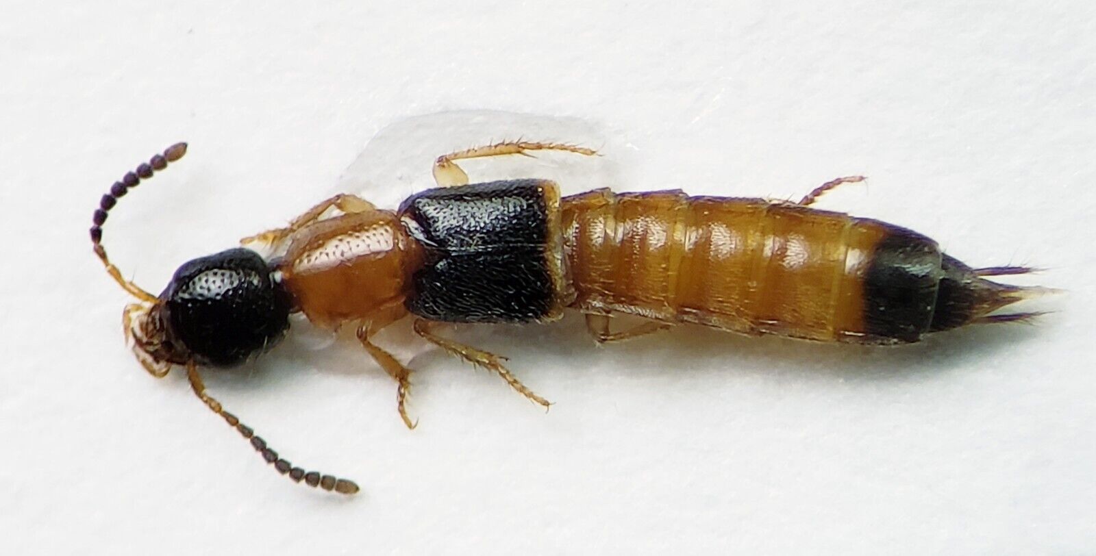 Rove Beetle: Neobisnius sp. (Staphylinidae) USA Coleoptera Insect